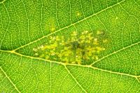 Phyllonorycter rajella