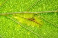 Phyllonorycter rajella