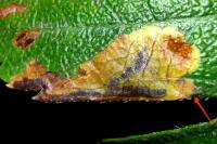 Stigmella regiella