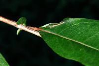 Phyllocnistis ramulicola