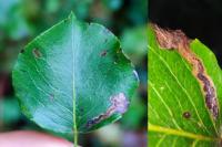 Stigmella pyri
