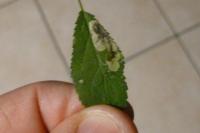 Ectoedemia spinosella