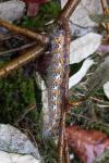 Phalera bucephala