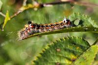 Acronicta tridens