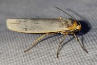Eilema caniola