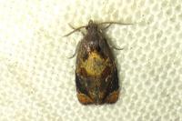 Ditula angustiorana