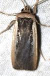 Ochropleura