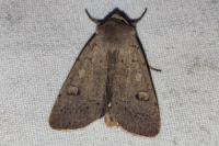 Xestia castanea