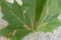 Phyllonorycter platani