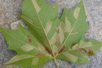 Phyllonorycter platani