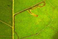 Acalyptris platani