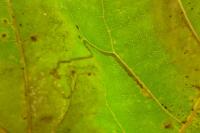 Acalyptris platani