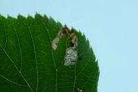 Stigmella tiliae