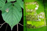 Stigmella tiliae