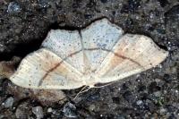 Cyclophora punctaria