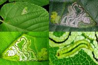 Stigmella tiliae