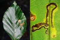 Stigmella hemargyrella