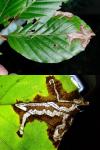 Stigmella hemargyrella