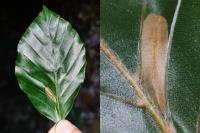 Phyllonorycter maestingella