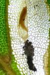Phyllonorycter maestingella