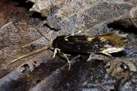 Opogona omoscopa