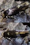 Opogona omoscopa