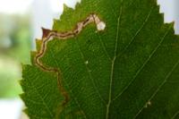 Stigmella betulicola