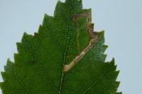 Stigmella betulicola