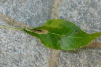Phyllonorycter corylifoliella