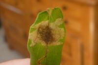 Fomoria septembrella