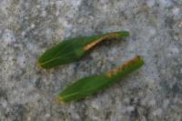 Euspilapteryx auroguttella
