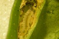 Euspilapteryx auroguttella