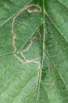 Stigmella microtheriella