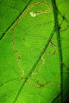 Stigmella microtheriella