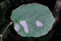 Phyllonorycter coryli
