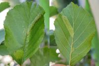 Phyllonorycter klemannella