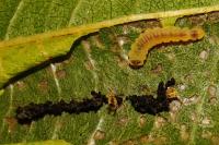 Phyllonorycter klemannella