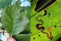 Stigmella alnetella