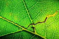 Stigmella alnetella