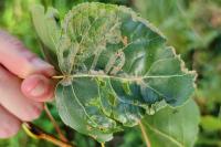 Phyllocnistis unipunctella