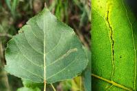 Stigmella trimaculella
