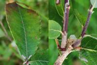 Phyllocnistis ramulicola