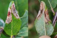 Phyllonorycter salictella