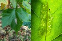 Phyllonorycter platani