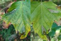 Phyllonorycter platani