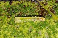 Phyllonorycter platani