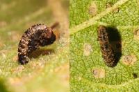 Coleophora anatipennella