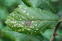 Coleophora anatipennella