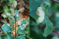 Lyonetia prunifoliella