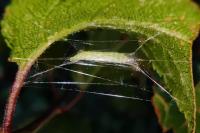 Lyonetia prunifoliella